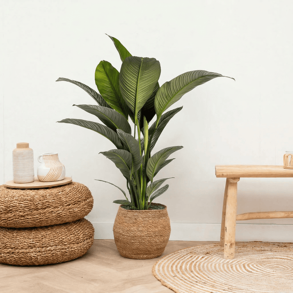 Ultimate House Merchandise: Betrouwbaarheid als Ultieme Troef voor Huisdecoratie